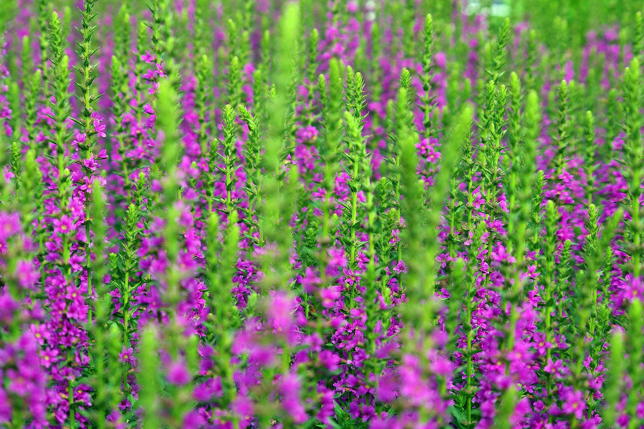 lavender  summer  nature free photo