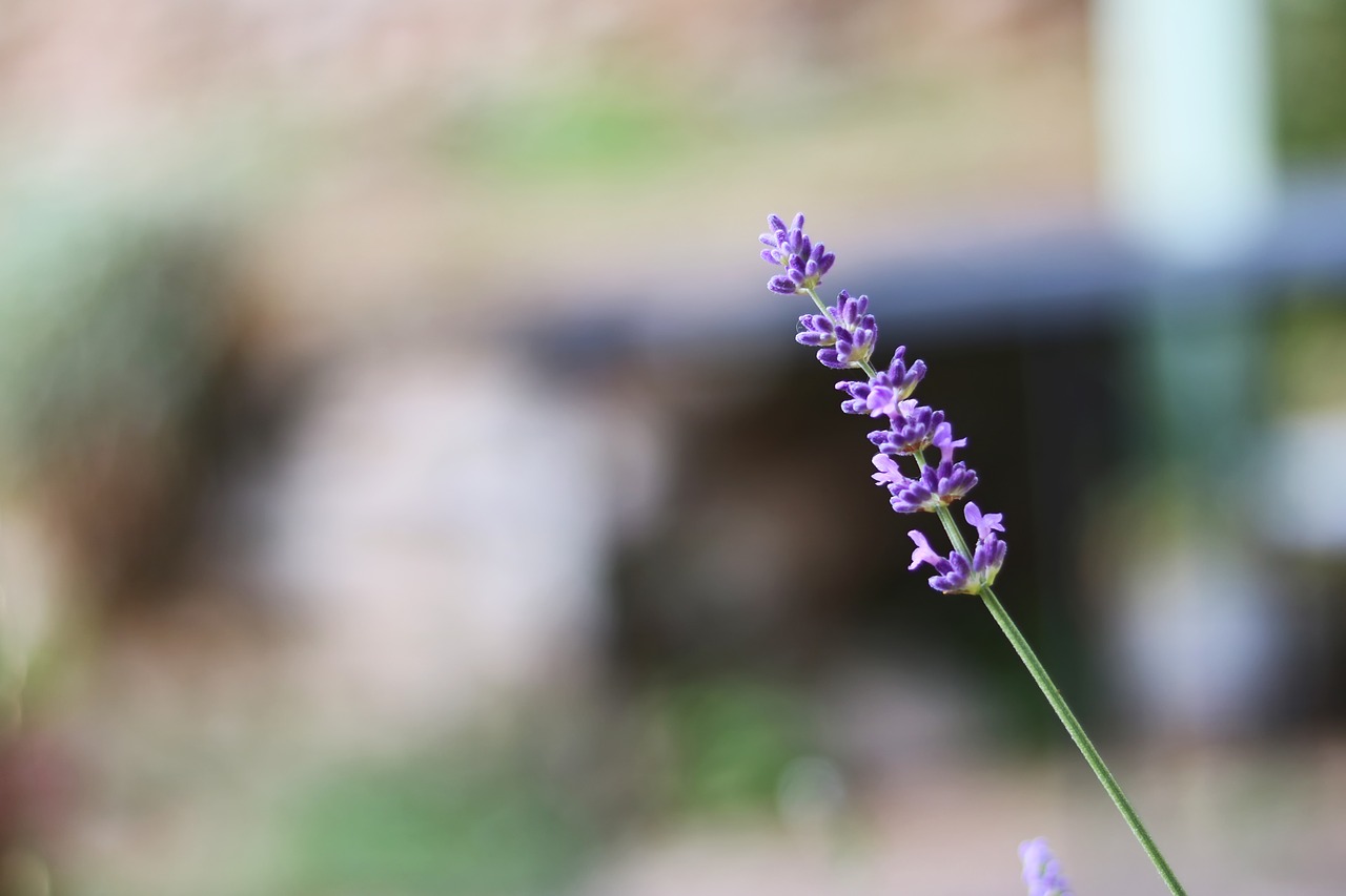 lavender  blur  flower free photo