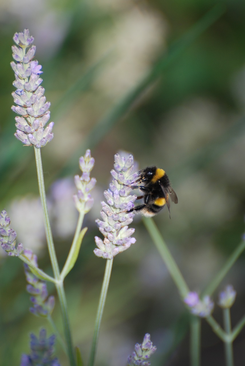 lavender  bee  bumblebee free photo