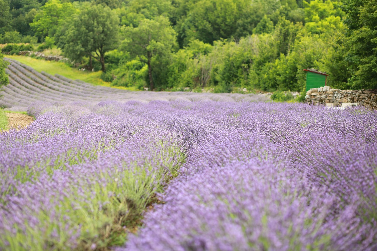 lavender  fields  violet free photo