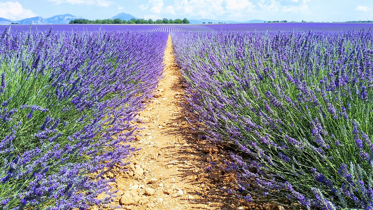 lavender  field  fleure free photo