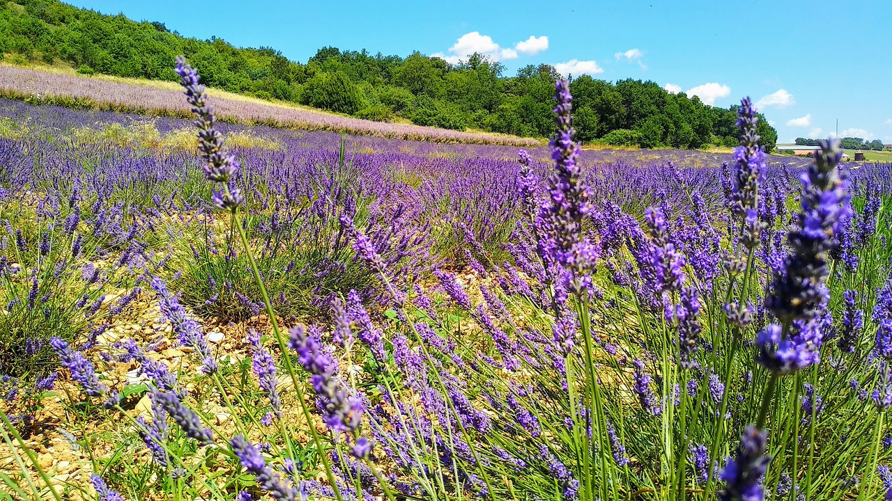 lavender  flower  nature free photo