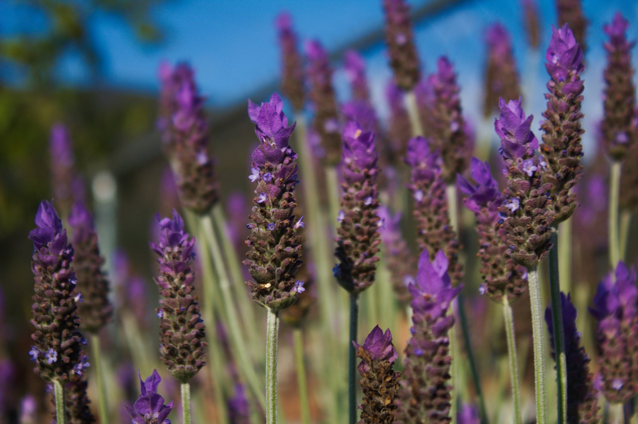 lavender  flowers  plants free photo