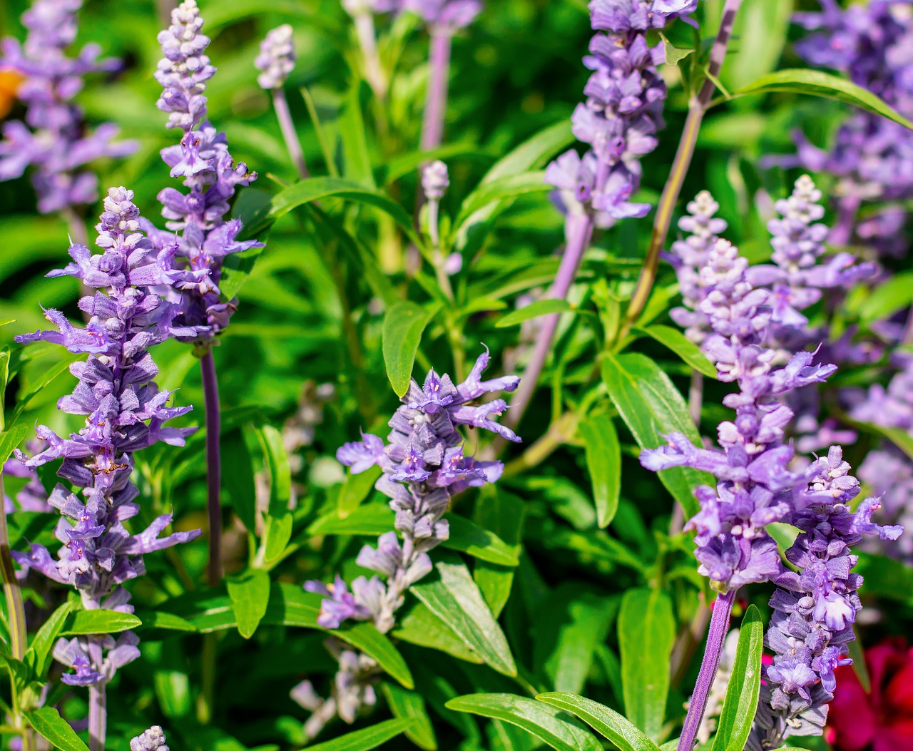 lavender  flowers  nature free photo