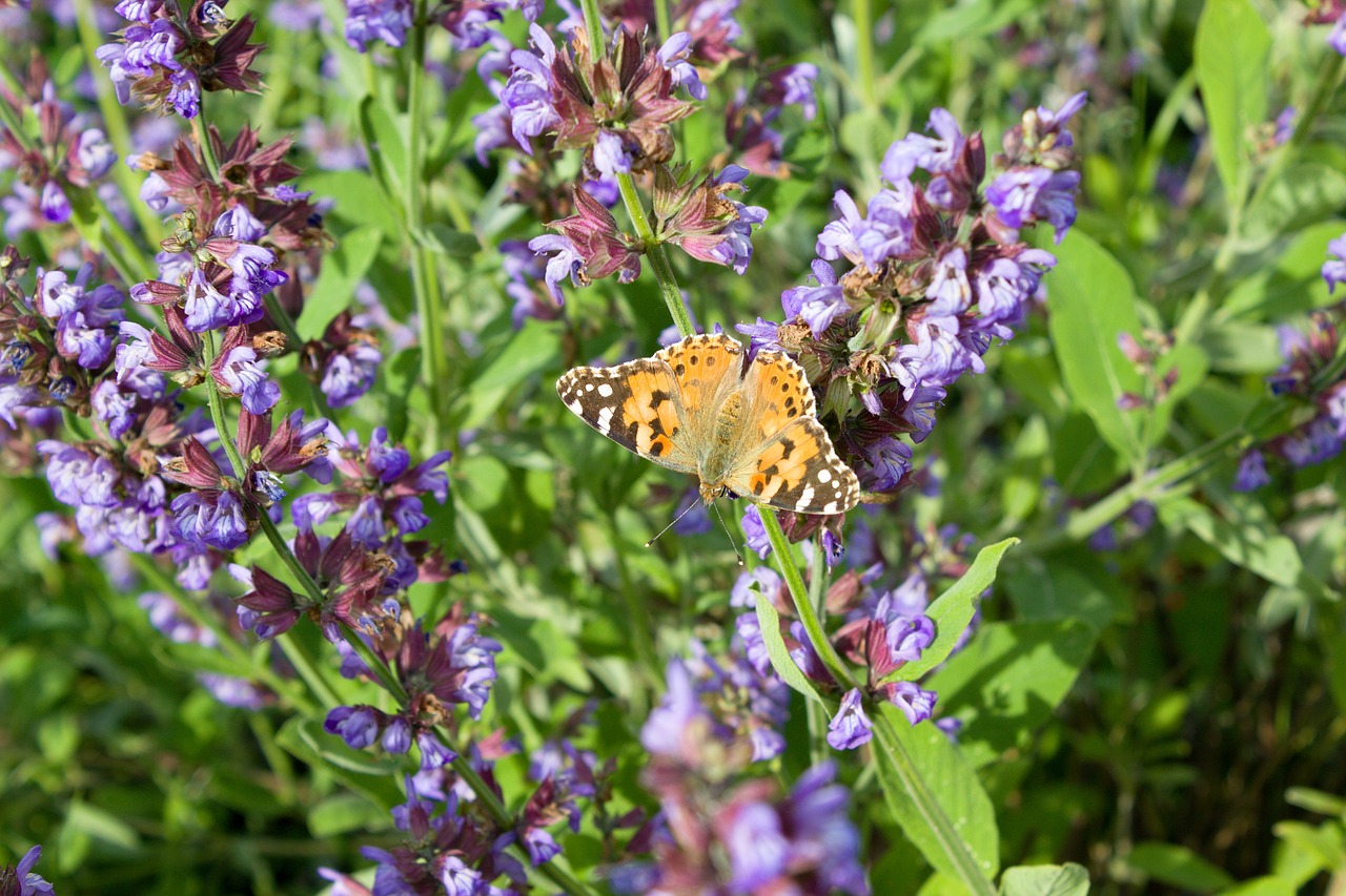 lavender  flower  plant free photo