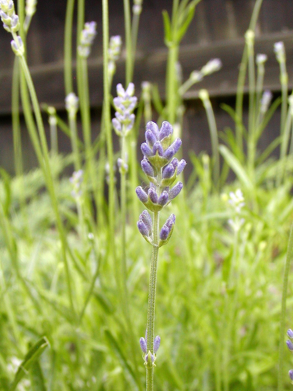 lavender garden summer free photo