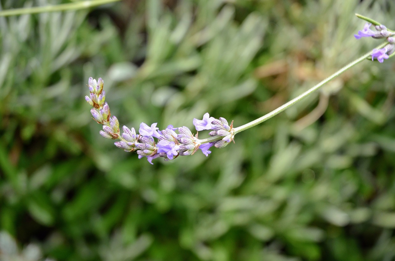 lavender  purple  flower free photo