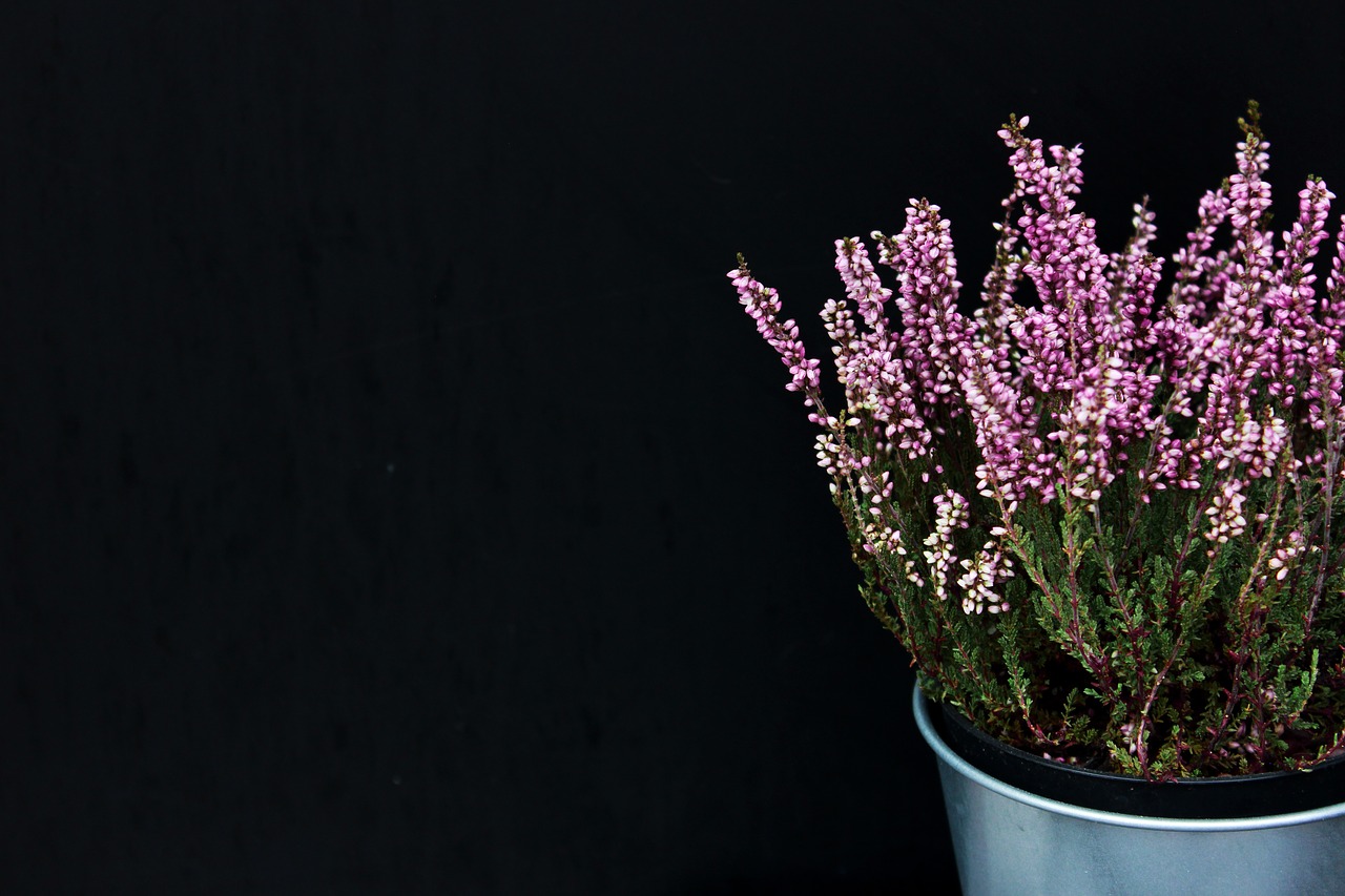 lavender  plants  decor free photo