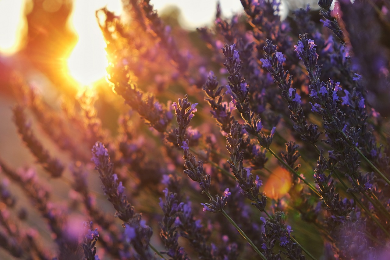 lavender  field  purple free photo