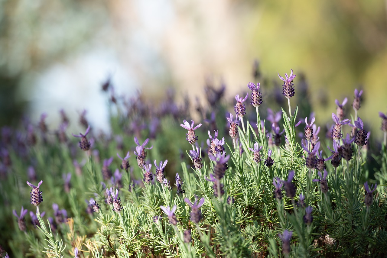 lavender  lavandula  flowers free photo