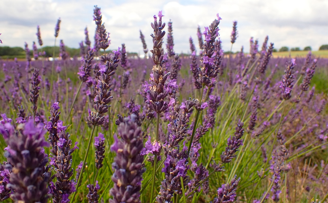 lavender  beautiful  bloom free photo