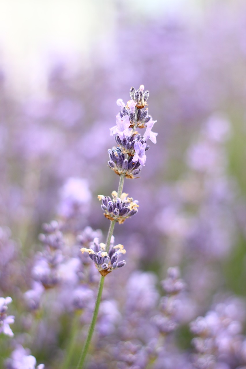 lavender flower summer free photo