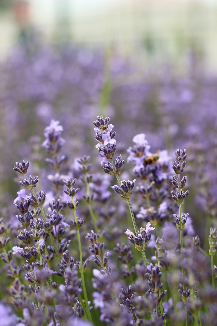 lavender flower purple free photo