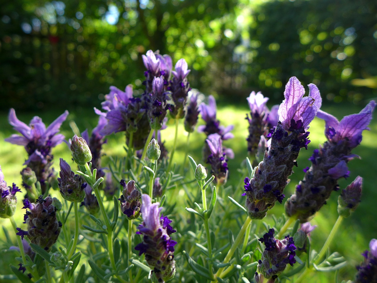 lavender flowers violet free photo