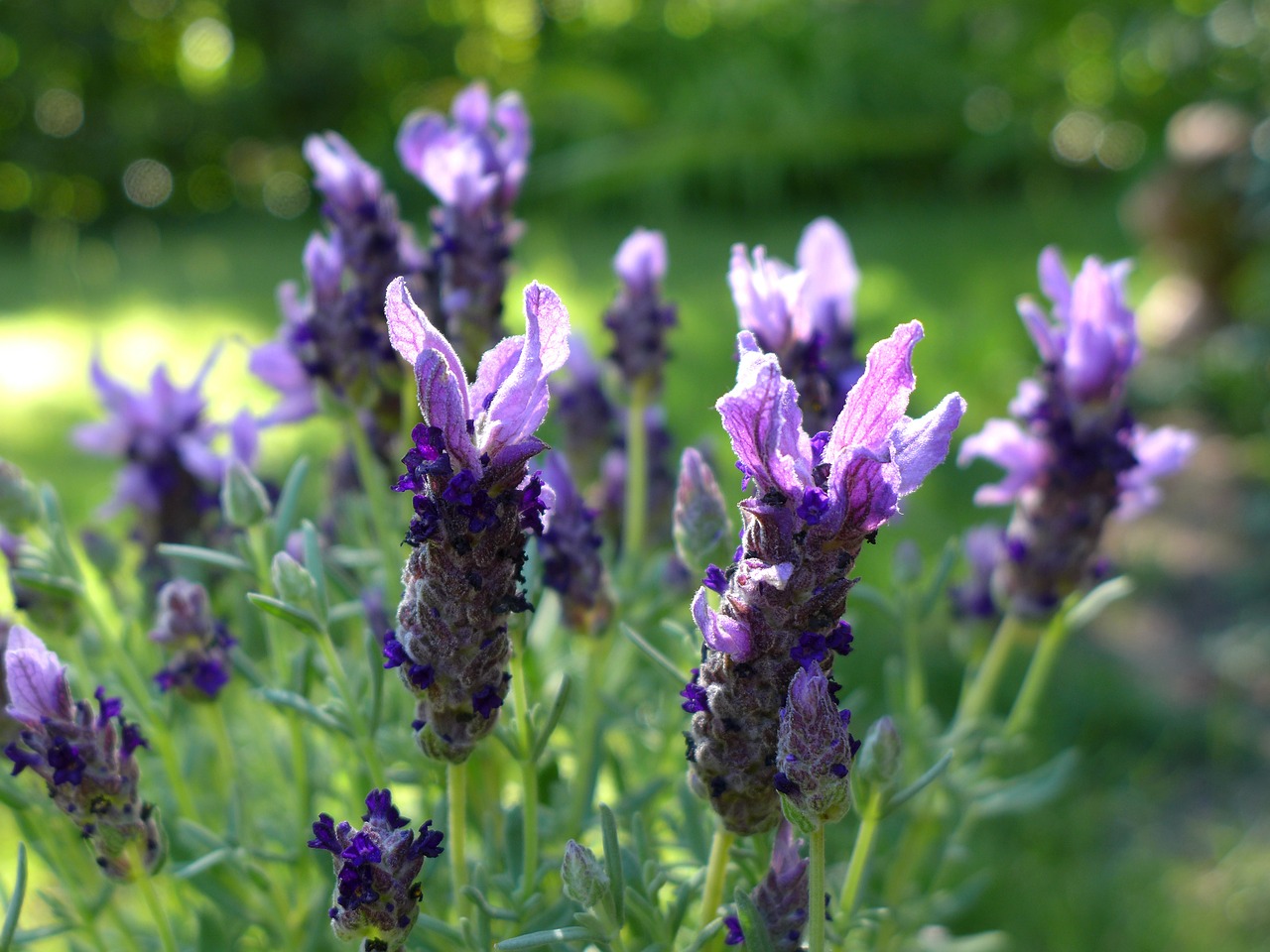 lavender flowers violet free photo