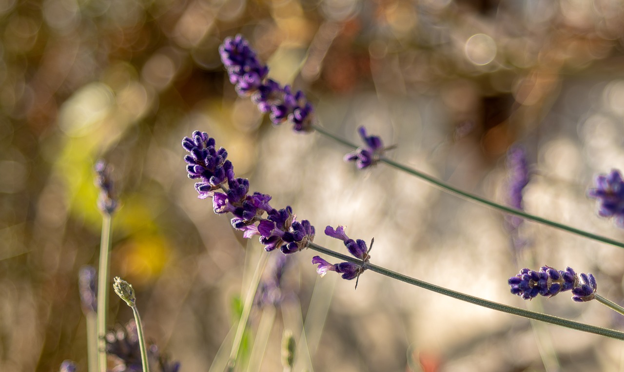 lavender  close up  garden free photo