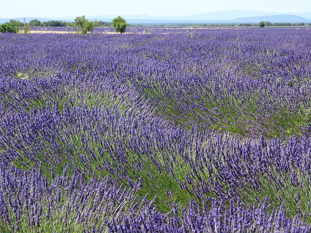 lavender  field  fragrance free photo