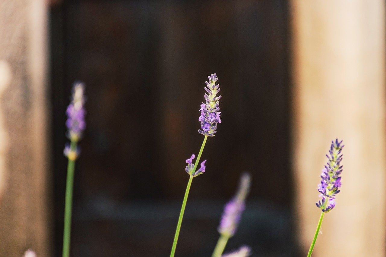 lavender  garden  close up free photo