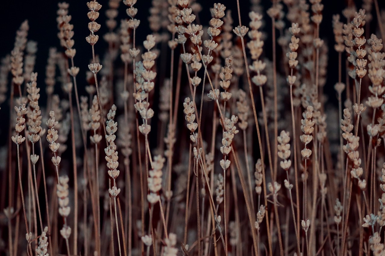 lavender  faded  dry free photo