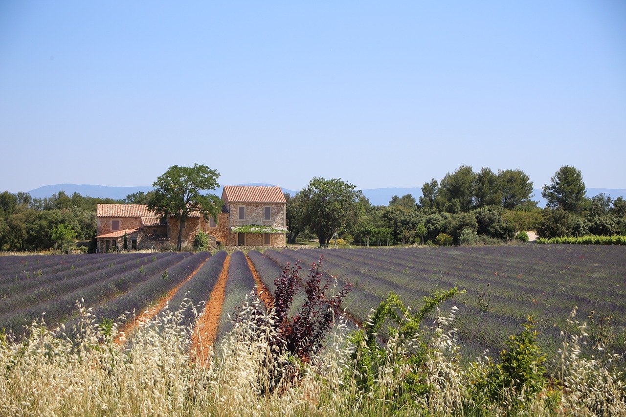 lavender  lavender field  south of france free photo