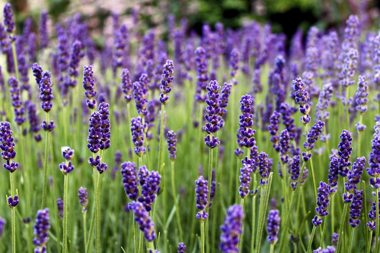 lavender  flowers  purple free photo