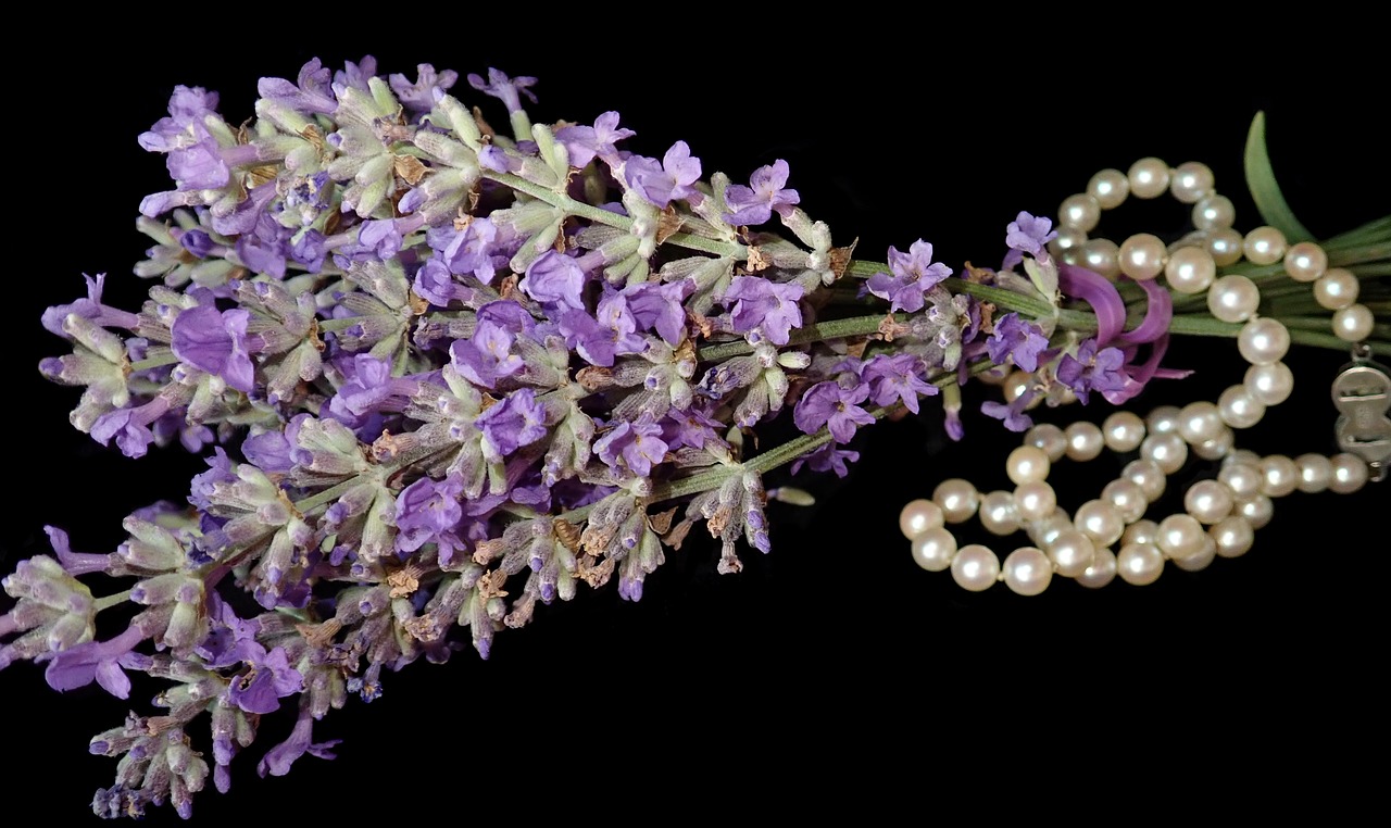 lavender  flowers  fragrance free photo