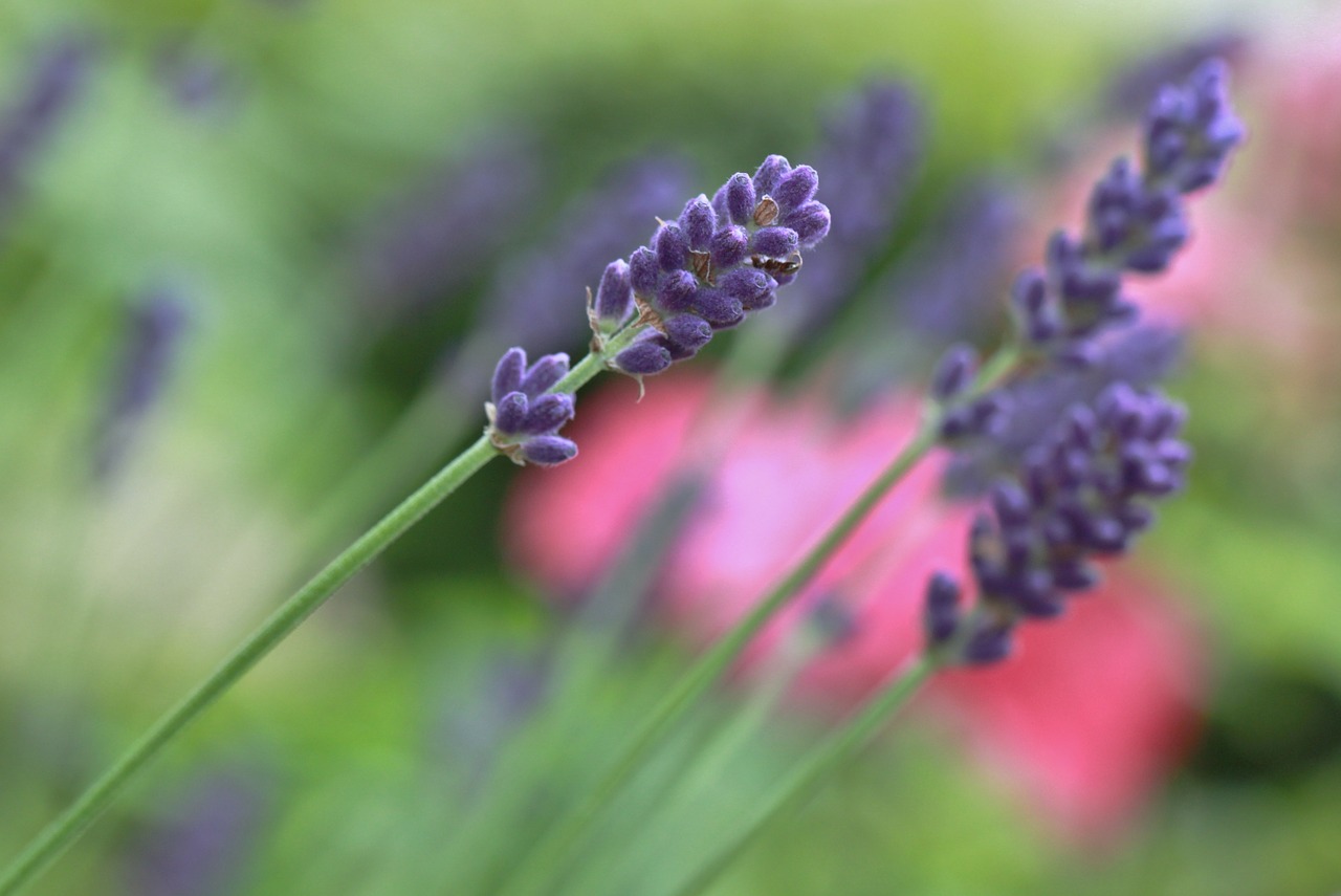 lavender lavender flowers blossom free photo