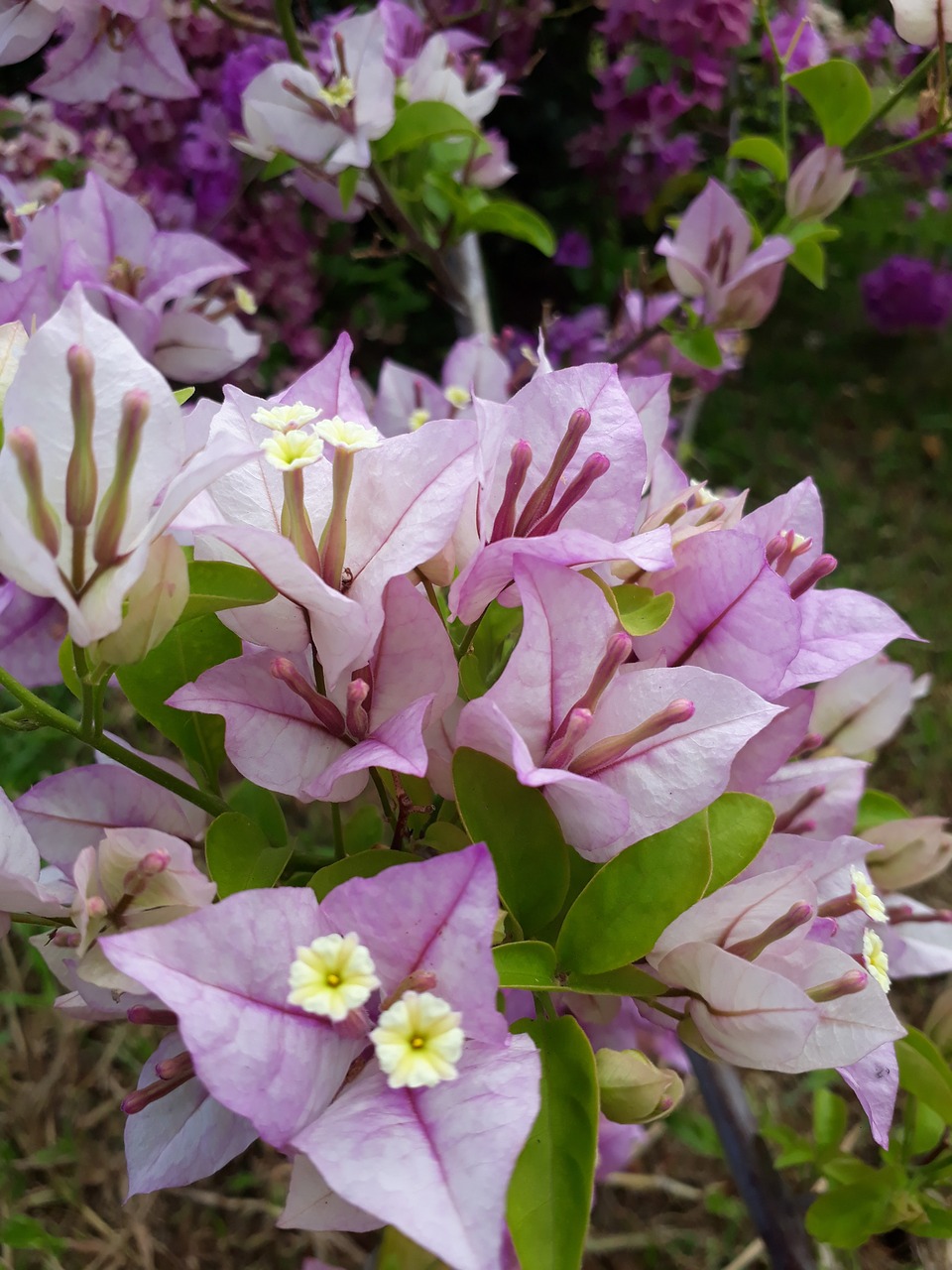 lavender  bougainvillea  flower free photo