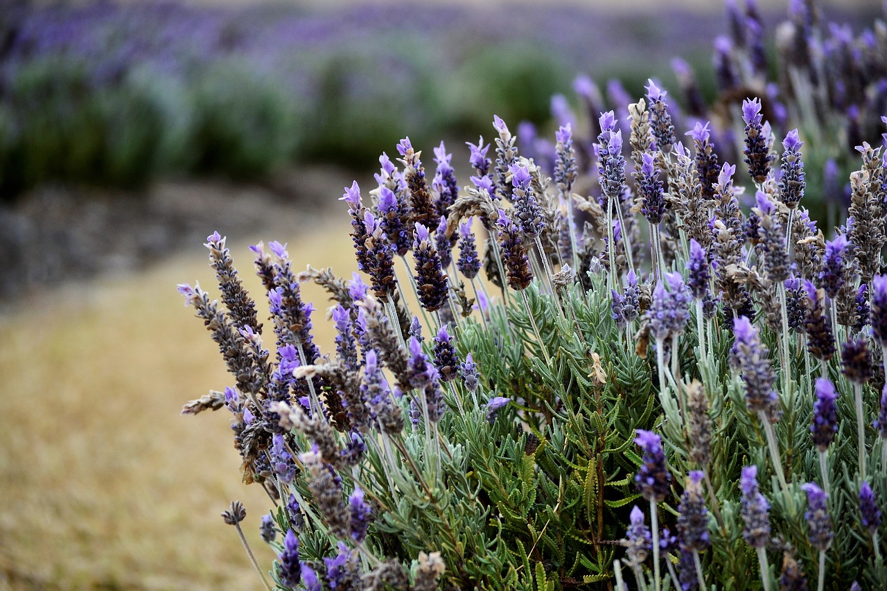 lavender  cool  plaid free photo