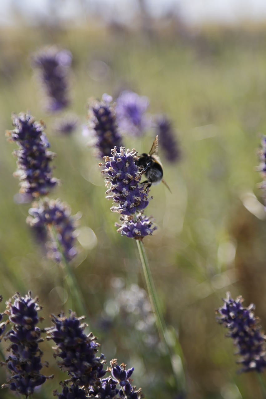 lavender bumblebee summer free photo