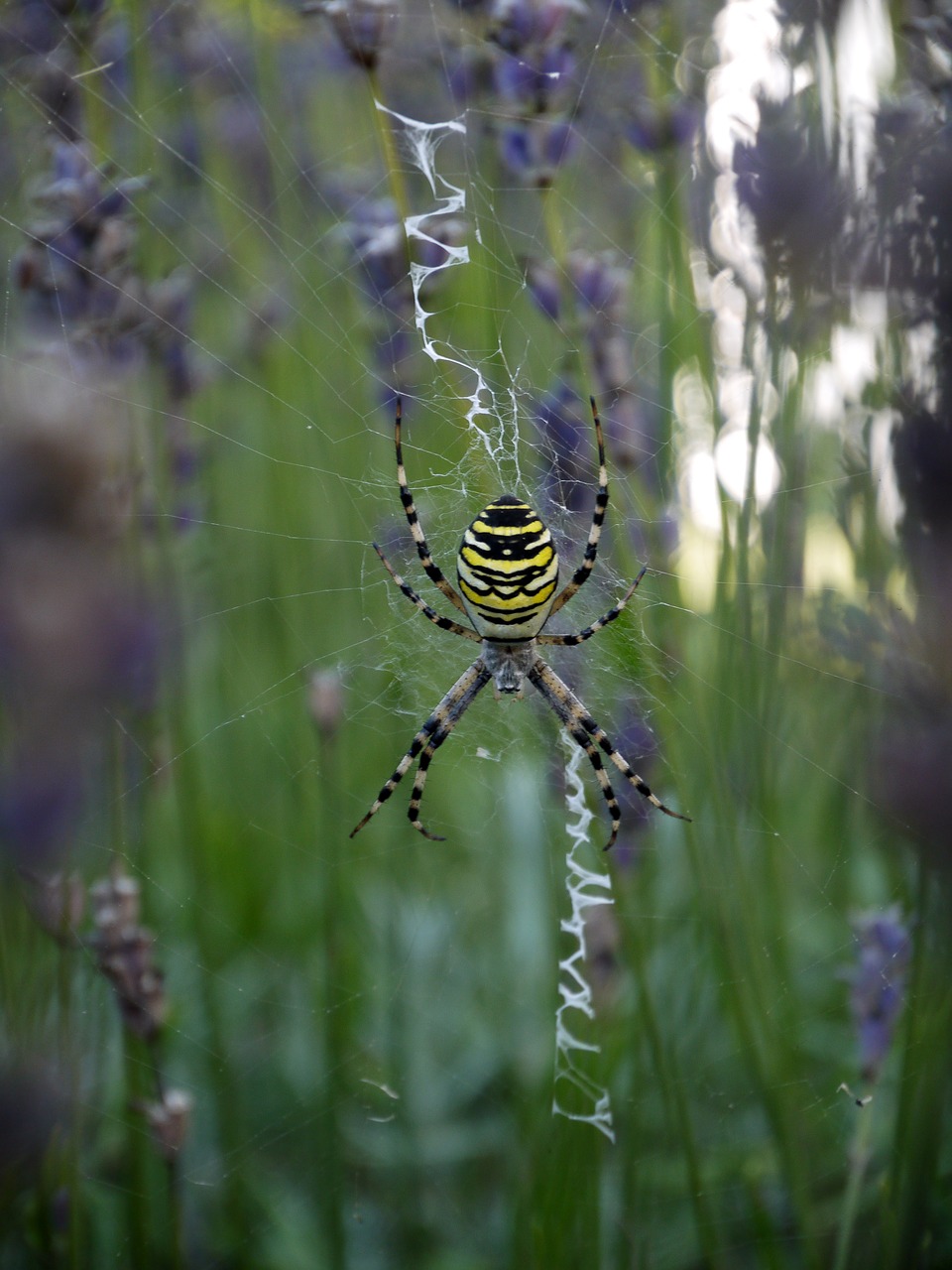 lavender  insect  spider free photo