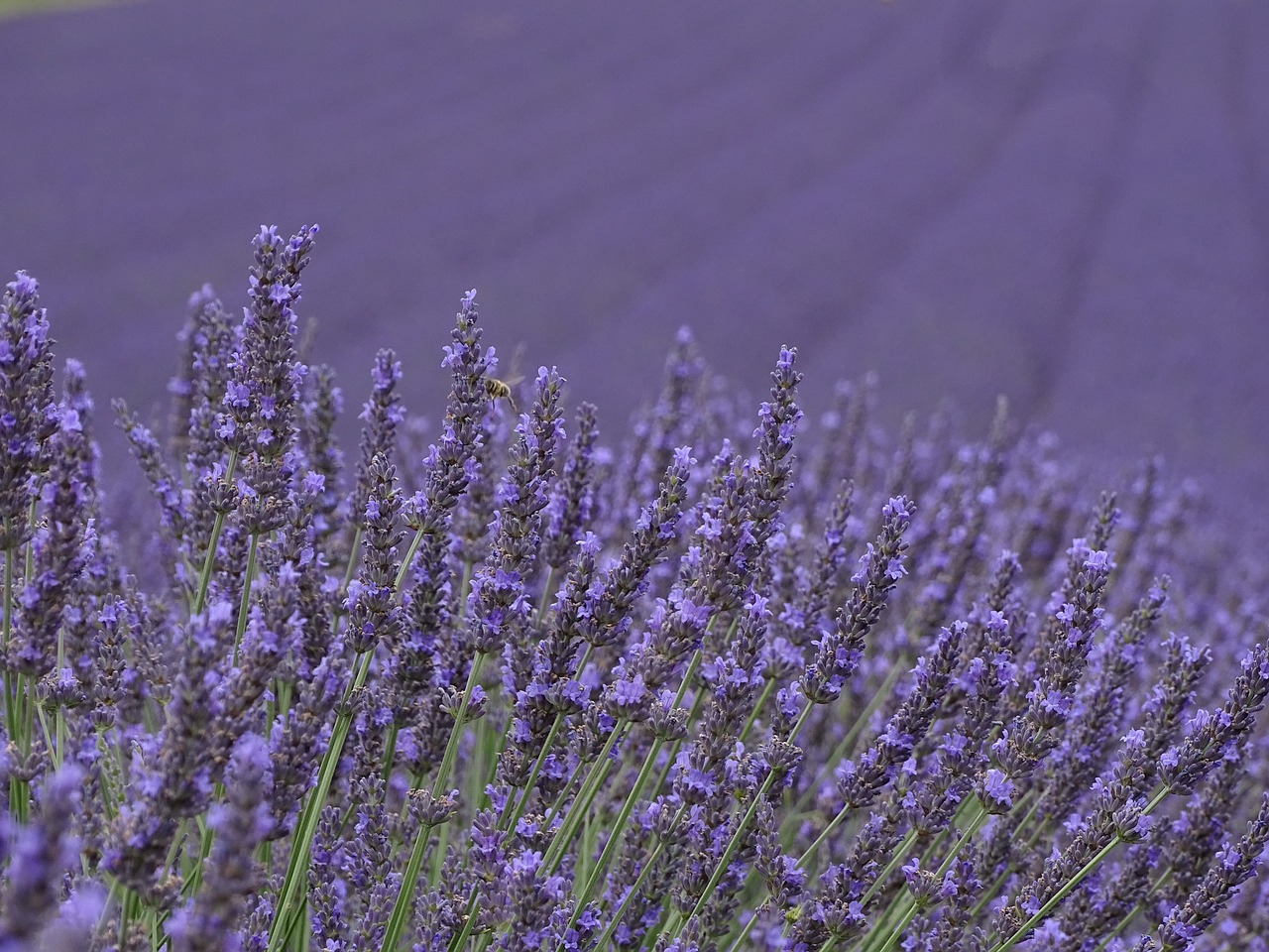 lavender  purple  provence free photo