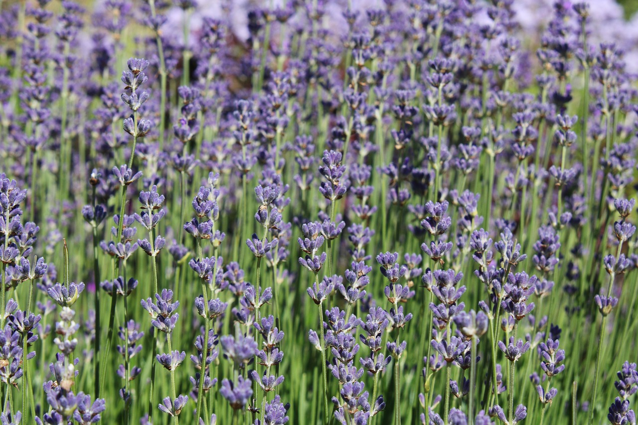 lavender  purple  violet free photo