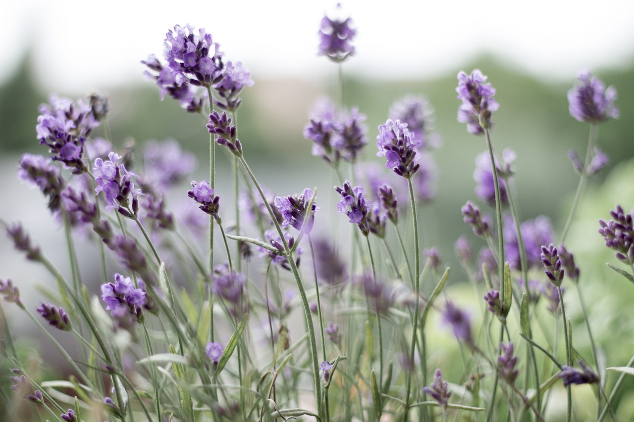 lavender purple lavender flowers free photo