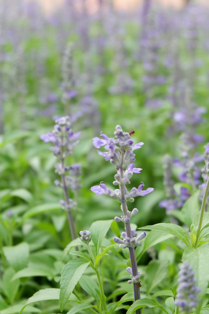 lavender  flower  violet free photo