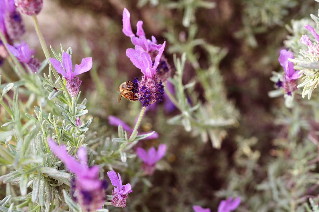 lavender  bee  nature free photo