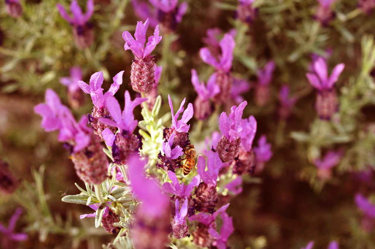 lavender  bee  nature free photo