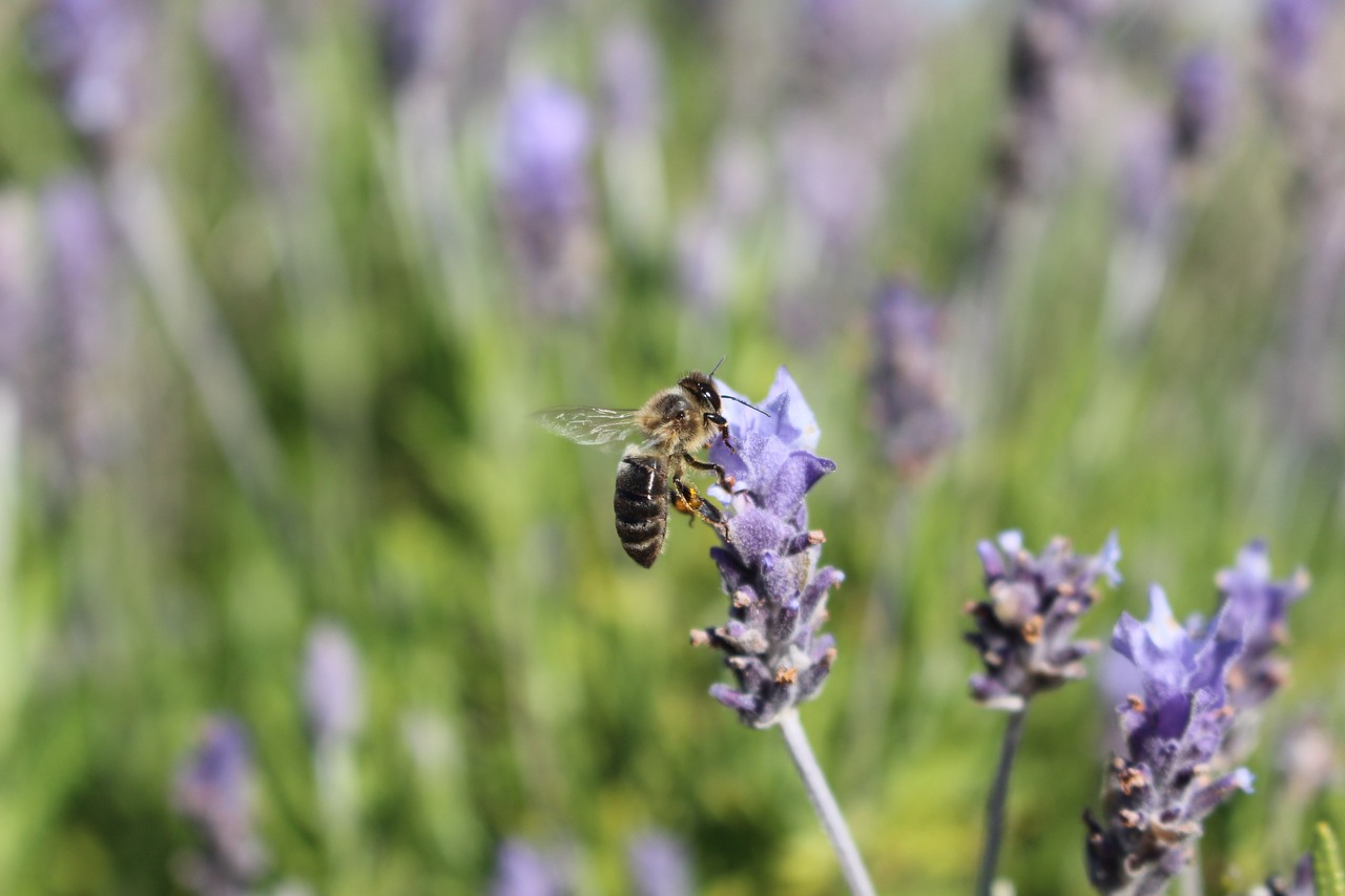 lavender  bee  insect free photo