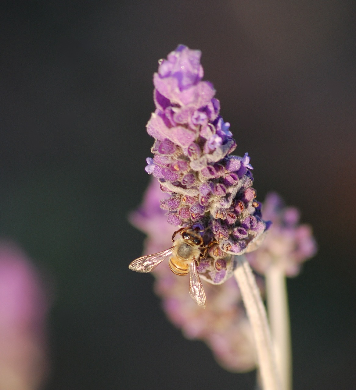 lavender purple bee free photo