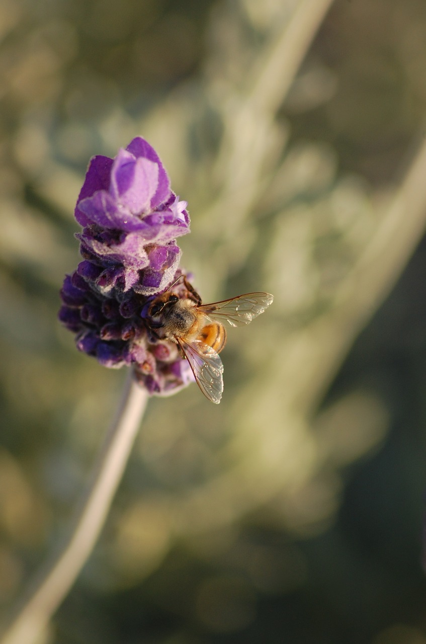 lavender garden bee free photo