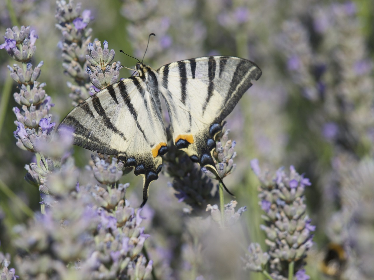 lavender butterfly scented plant free photo
