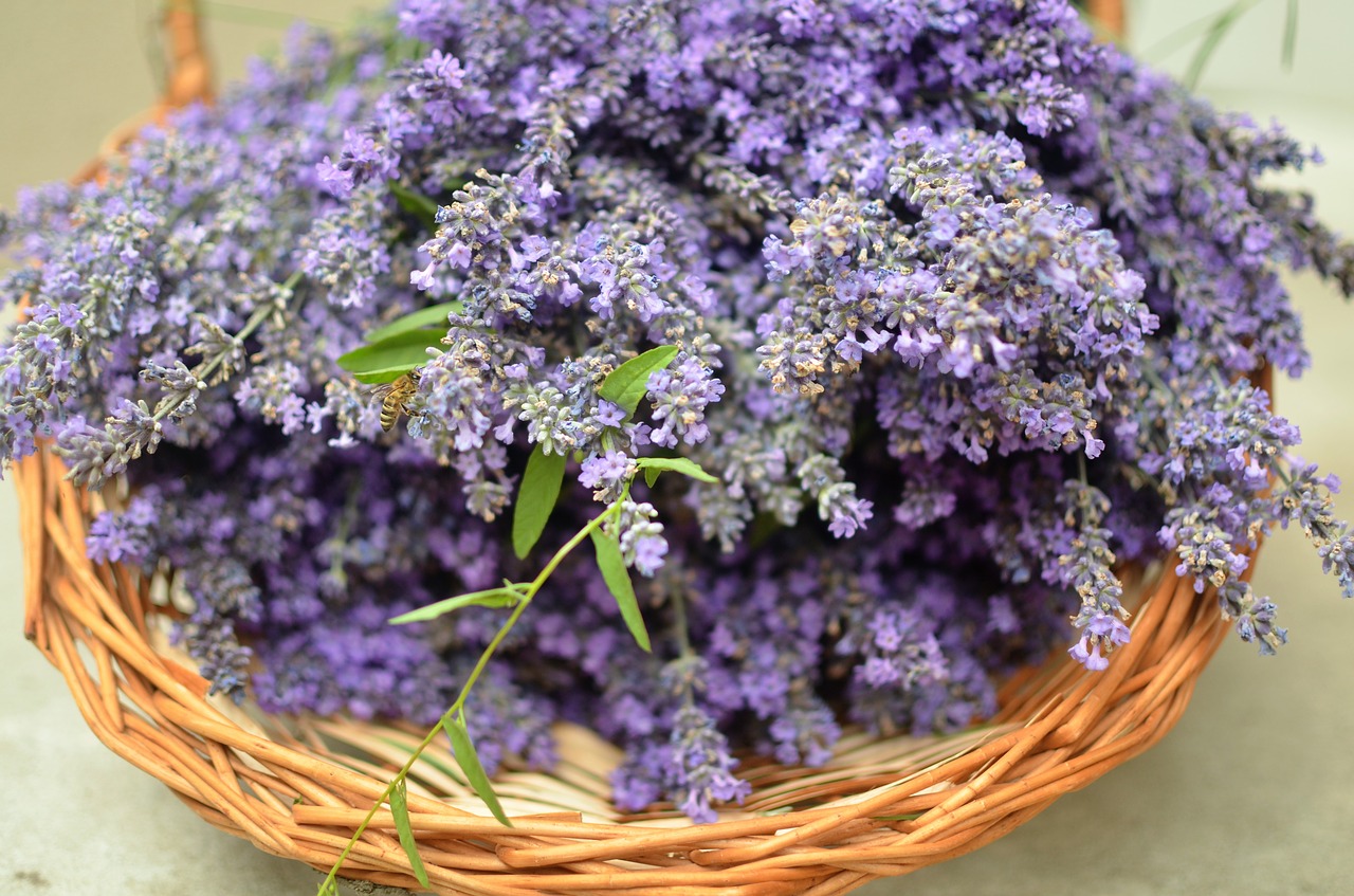 lavender  basket  bee free photo