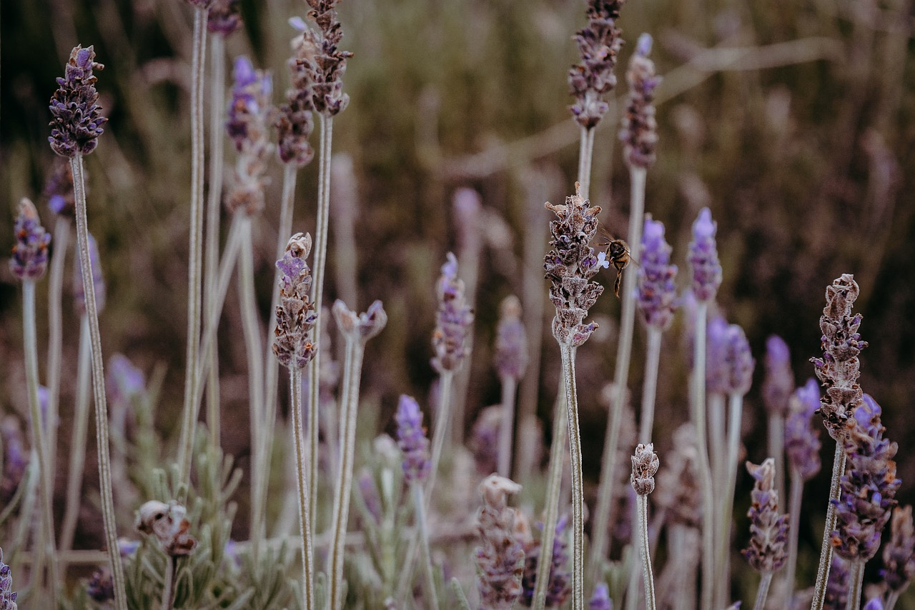 lavender  bee  nature free photo