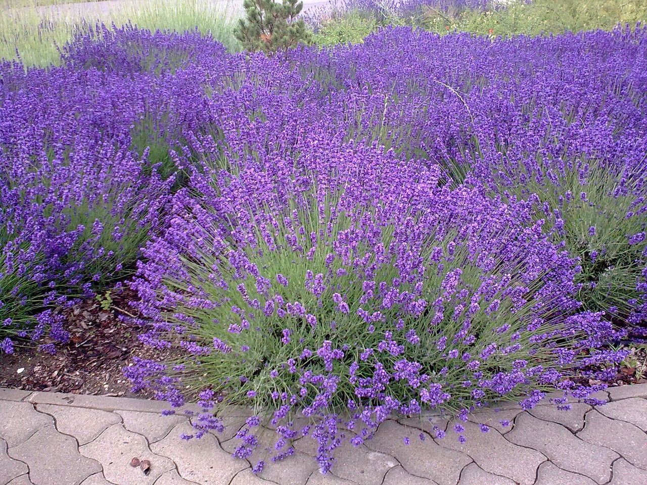 lavender purple mood free photo