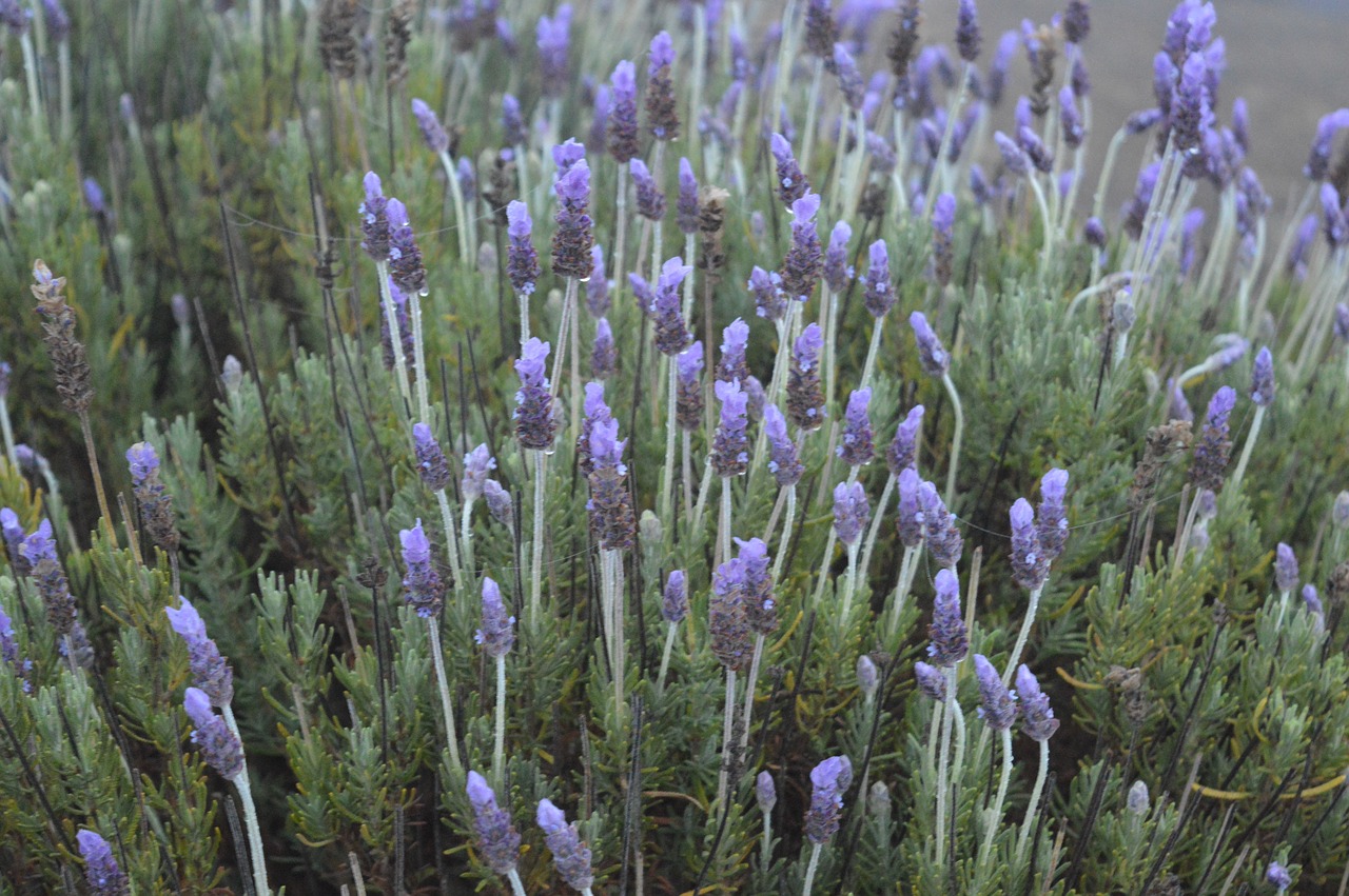 lavender  nature  purple free photo