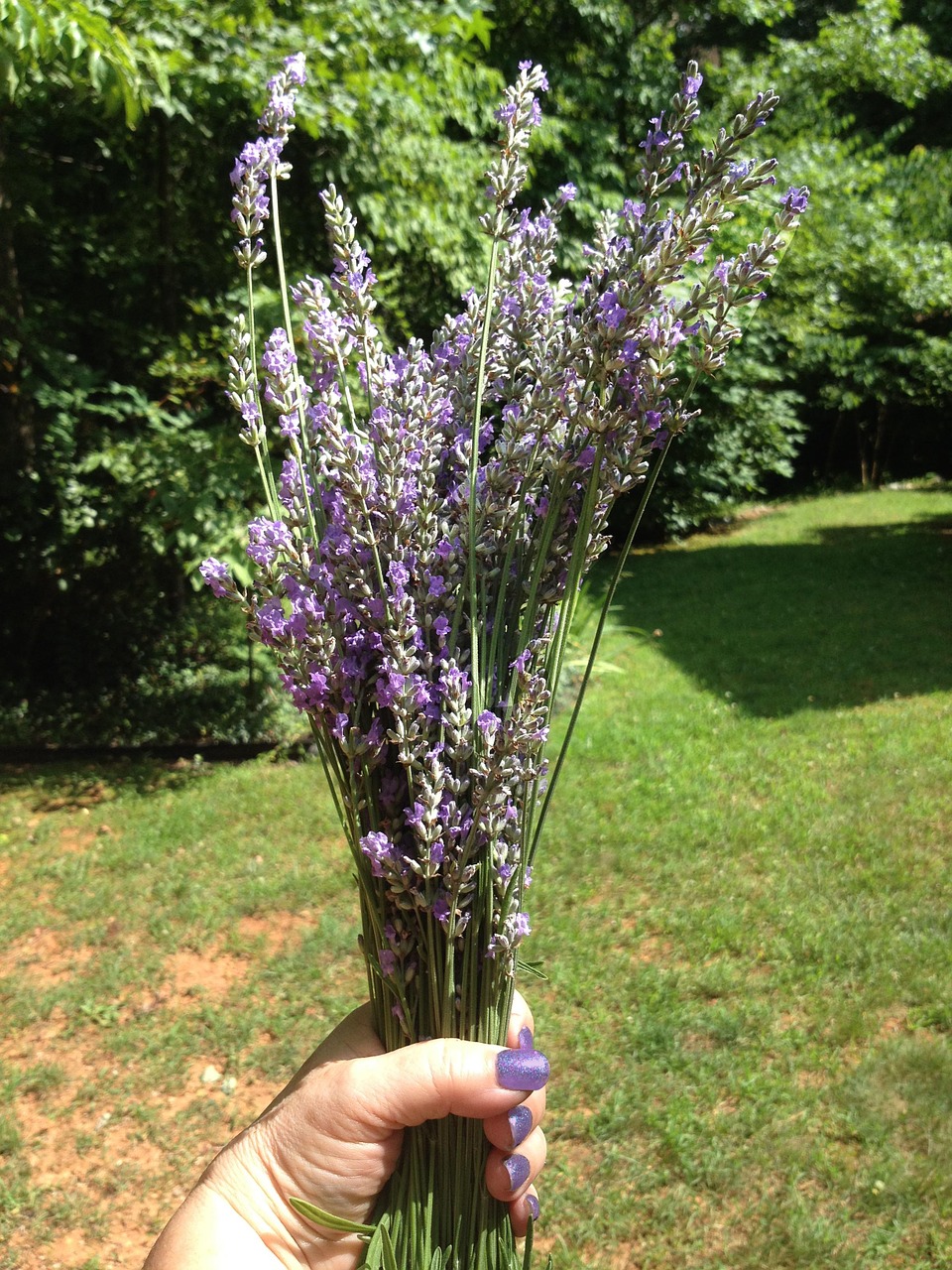 lavender english herbs free photo
