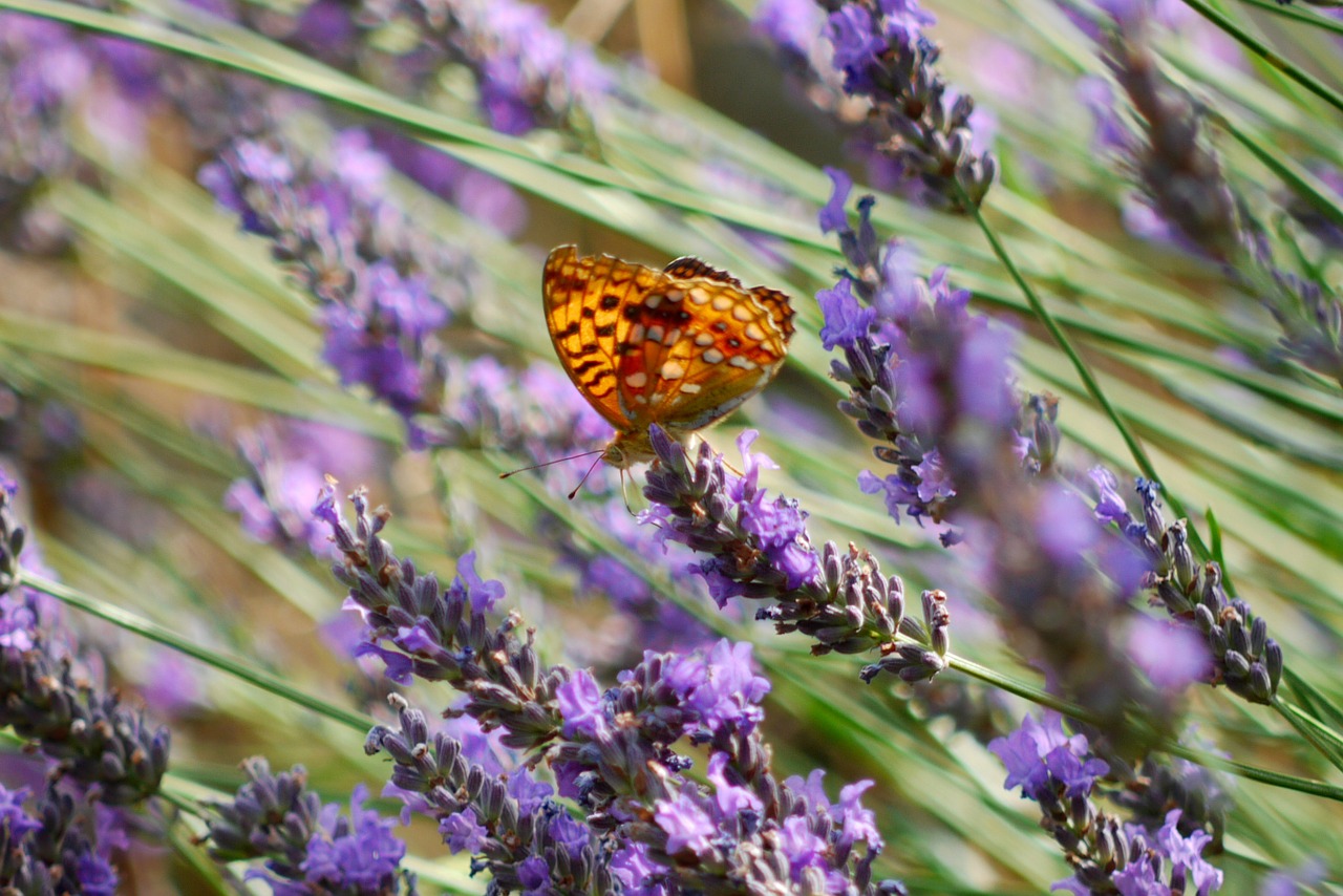 lavender butterfly purple free photo