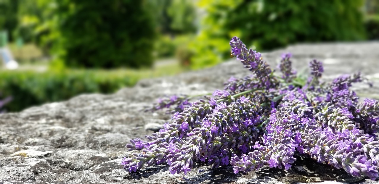 lavender  france  burgundy free photo