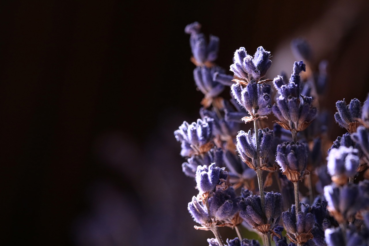 lavender  herb  dried free photo