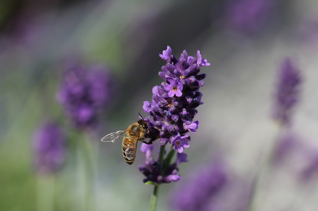 lavender  bee  nature free photo